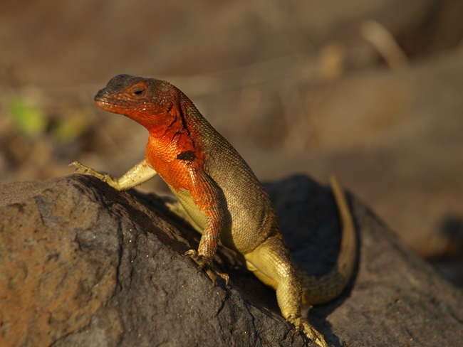 ../../Pictures/050210/052 Gecko.JPG